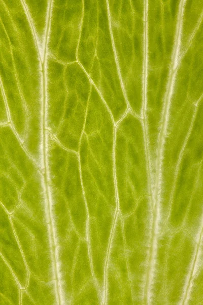 Фон листя салату — стокове фото