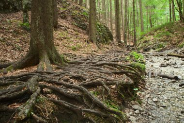 Büyük ağaçlar kökleri