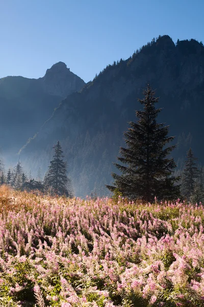Mountain landscape with flowery meadow — Stock Photo, Image