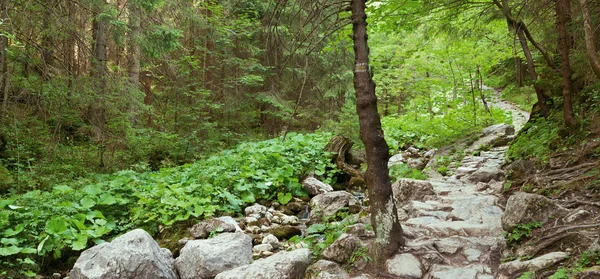 Mountain stony path in forest — Stock Photo, Image