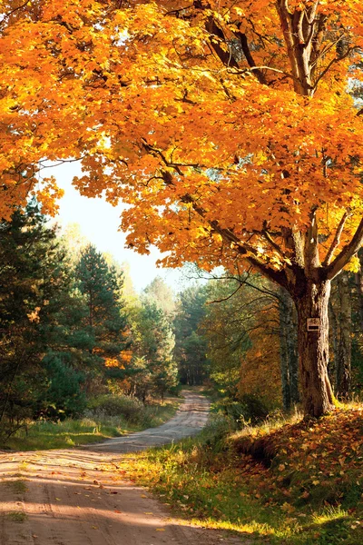 Paisaje de otoño — Foto de Stock