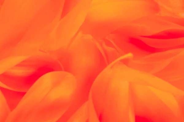오렌지의 철저 한 배경 — 스톡 사진