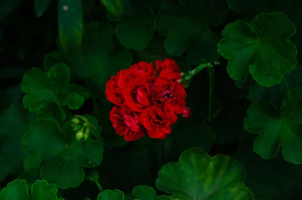 Koyu yeşil yaprakların arka planına karşı ateş kırmızısı sardunya (pelargonium)
