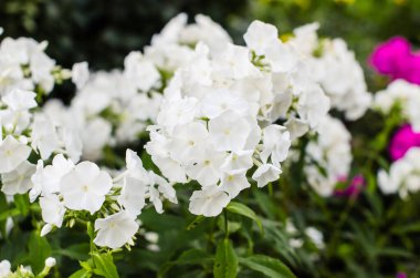 Beyaz ortanca çiçekleri bahçedeki beyaz ortanca çiçekleri bulanık yeşilliğe karşı bulanık yeşilliğe karşı bahçe
