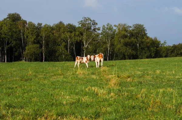 Two Red White Calves Background Background Green Field Birch Forest — Stock Photo, Image