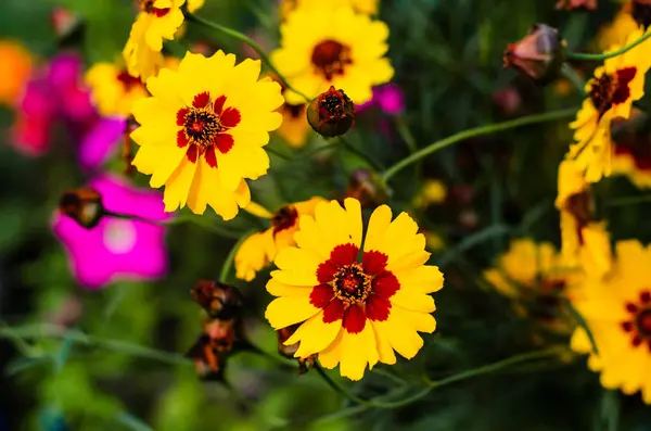 Parlak sarı-kahverengi koreopsis çiçekleri bir bahçenin bulanık yeşilliğine karşı çiçek açar.