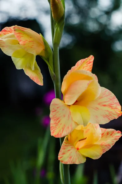 Kvetoucí Gladiol Zblízka Malém Měřítku Letní Zahradě Pozadí Zeleně — Stock fotografie