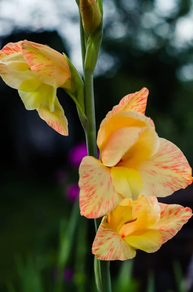 Çiçek açan gladiolus, küçük ölçekli bir yaz bahçesinde yeşilliğin arka planına karşı.