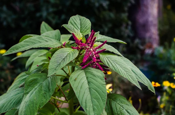 Amaranth çiçekleri renkli bulanık bahçe arkaplanına kapanır