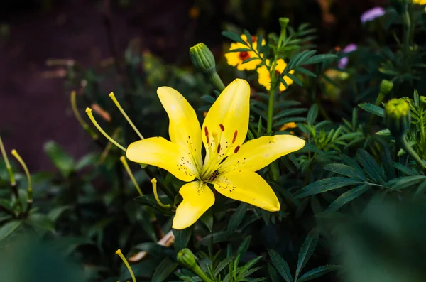 Vacker Blomma Ljust Gul Lilja Blommar Sommarträdgård Mot Bakgrund Brokig — Stockfoto