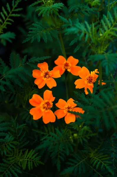 Leuchtend Orangefarbene Ringelblumen Garten Vor Dem Hintergrund Dunkelgrünen Laubs — Stockfoto