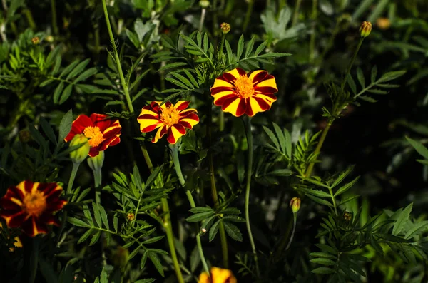 Marigold çiçekleri, Harlequin, yeşilliğin arka planına karşı bahçenin çiçek tarhı