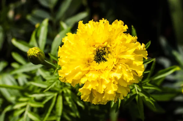 Flor Amarela Uma Grande Calêndula Jardim Close Contra Fundo Folhagem — Fotografia de Stock