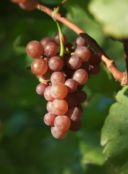 Cacho de uvas — Fotografia de Stock