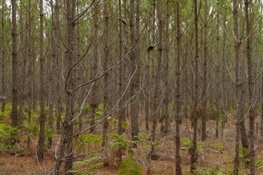 çam ağaçları desen birçok çıplak dalları ile