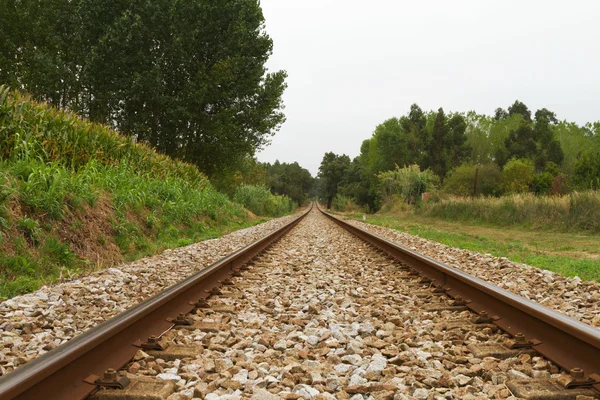 Lege trein spoor via bossen op wolk dag — Stockfoto