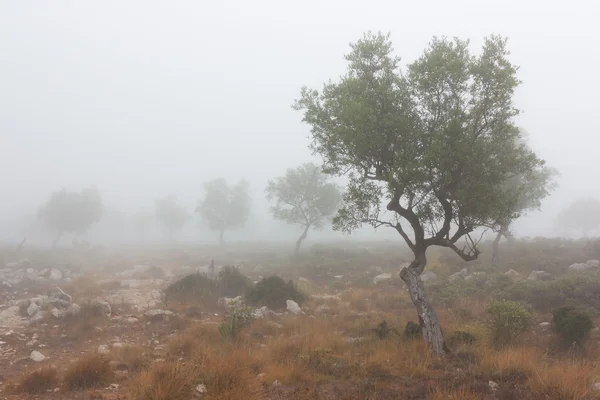 Alcuni ulivi isolati nella nebbia — Foto Stock