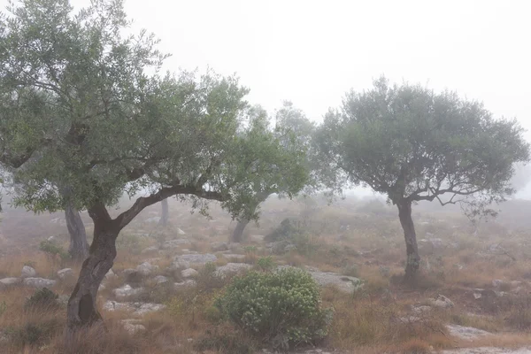 Some olive trees isolated in the fog — Stock Photo, Image
