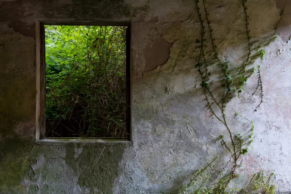 Natuur weergave door middel van een venster op verlaten huis — Stockfoto