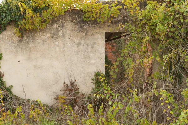 Verlaten gevel met open deur onder wilde vegetatie — Stockfoto