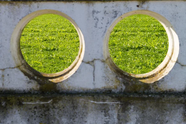 草の壁gräs vägg — Stockfoto