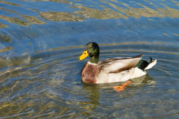 Duck ( Anas platyrhynchos) Stock Image