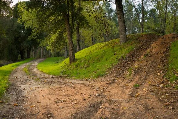 森の中のほこりの多い道路 — ストック写真