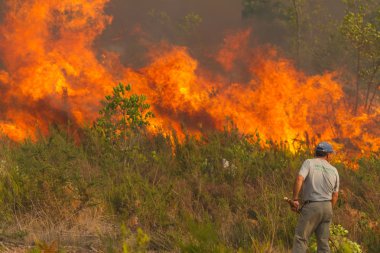 Pombal, Portekiz - 22 Eylül: adam çaresizce büyük yangın söndürülmesi güç ateş, pombal, Portekiz setember 22, 2012 tarihinde cephesinde saatler