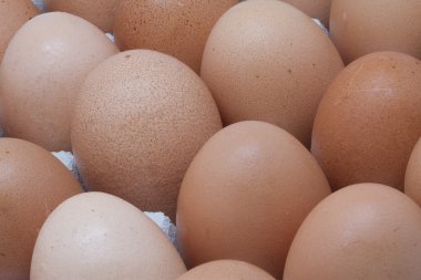 kahverengi yumurta