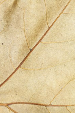 kuru yaprak arka plan