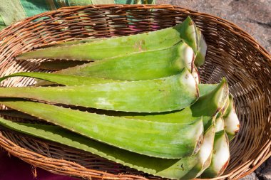 closeup of cut aloe vera leaves displayed in a wicker basket and put up for sale for use as a plant with healing properties and for making cosmetic, beauty and pharmaceutical products