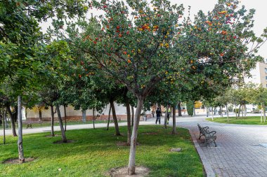 Şehrin parkındaki bir arbutus ağacının ön planında yatay görünüm