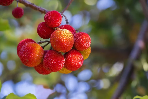 Owoce Drzewa Truskawkowego Wykorzystywane Przygotowywania Dżemów Sorbetów Owocowych Takich Jak — Zdjęcie stockowe