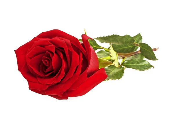 Rosa roja aislada sobre fondo blanco Imágenes De Stock Sin Royalties Gratis