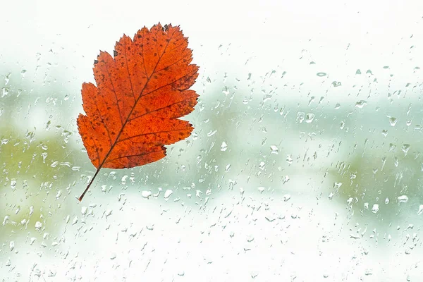 Φθινοπωρινή Ιδέα Πεσμένο Μοναχικό Φύλλο Στο Παράθυρο Σταγόνες Βροχής Την — Φωτογραφία Αρχείου