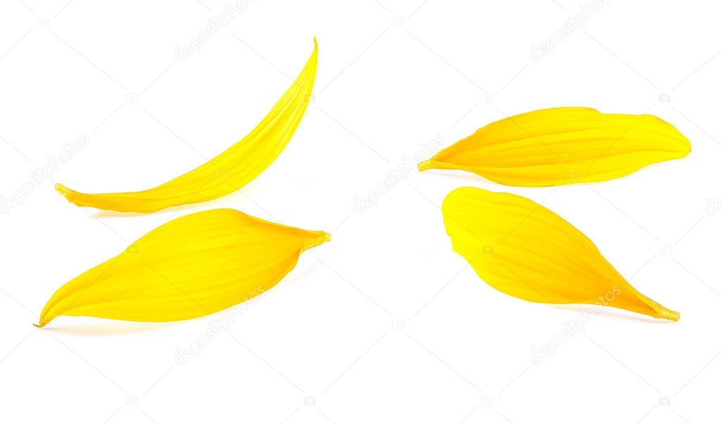 Front view of sunflower petals isolated on a white background. Fresh yellow petals.