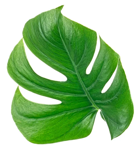 Grünes Monstera Tropisches Blatt Isoliert Auf Weißem Hintergrund Tropisches Palmenphilodendronblatt — Stockfoto