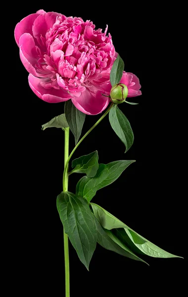 Μαλακό Ροζ Παιώνι Λουλούδι Πράσινα Φύλλα Μαύρο Φόντο Όμορφη Ανθισμένη — Φωτογραφία Αρχείου