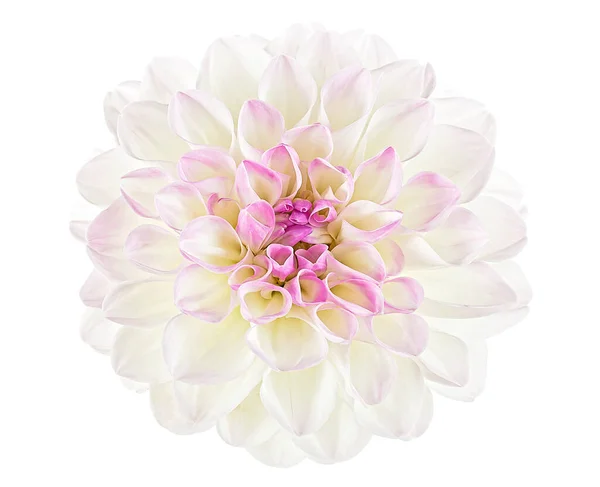 Gros Plan Fleur Dahlia Blanche Isolée Sur Fond Vue Dessus — Photo