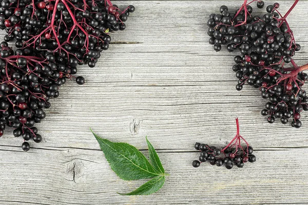 Black elderberry fruit on a wooden background, Sambucus. Branches of elderberry with green leaves. European black elderberry.