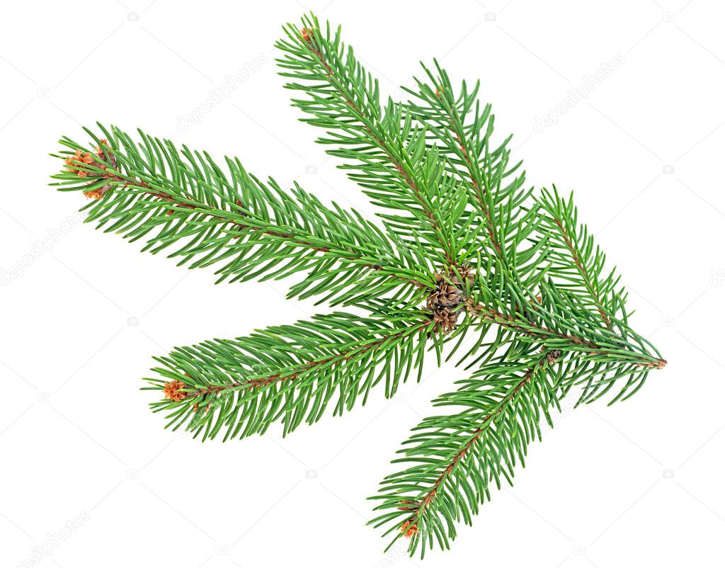 Pine branch isolated on a white background. Fir tree branch.