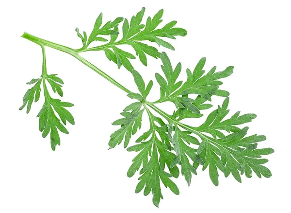 Artemisia Mugwort Sagebrush Sprig Izolované Bílém Pozadí Léčivý Pelyněk — Stock fotografie