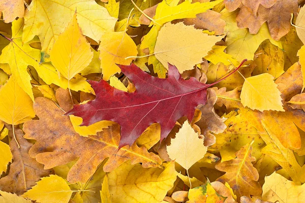 Πεσμένα Φύλλα Στο Έδαφος Στο Φθινόπωρο Πάρκο Ομάδα Από Κίτρινα — Φωτογραφία Αρχείου