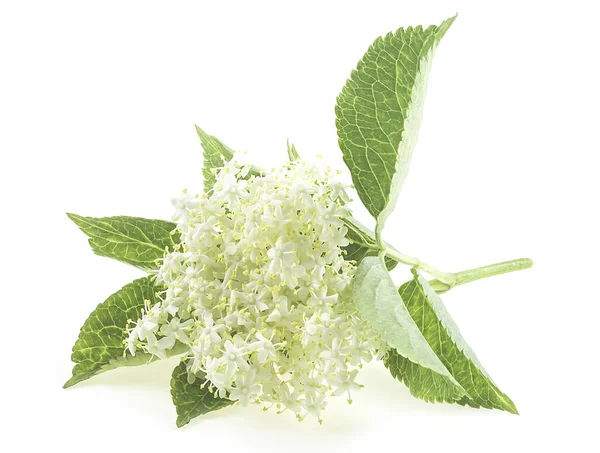 Λουλούδια Από Μούρα Και Φύλλα Που Απομονώνονται Λευκό Φόντο Υπεροχή — Φωτογραφία Αρχείου