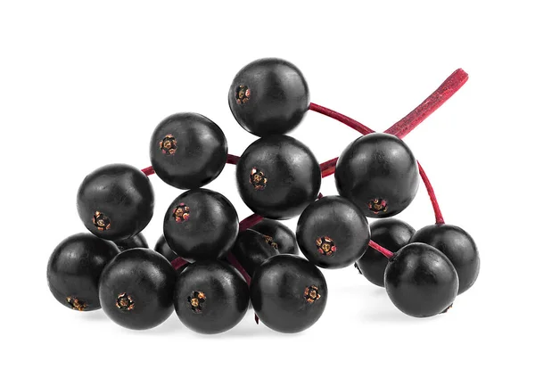 Galho Vermelho Frutas Sabugueiro Preto Europeu Isolado Fundo Branco Vista — Fotografia de Stock