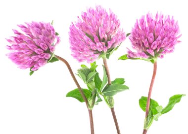 Beyaz arka planda izole edilmiş üç yonca çiçeği. Kırmızı çayır yoncası çiçeği.