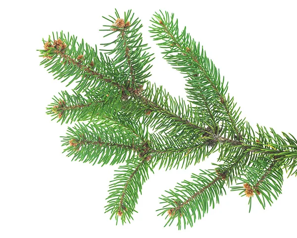 Christmas Tree Branch White Background Isolated Pine Branch Fir Branch — Stock Photo, Image