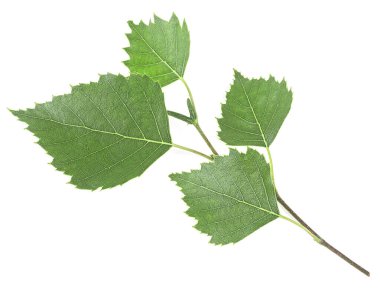 Beyaz arka planda yeşil yapraklı huş ağacı