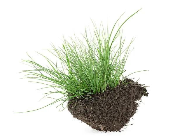 Green Grass Soil Isolated White Background Green Grass Dirt — Stock Photo, Image