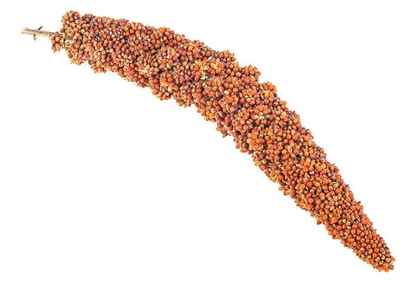红色的小米枝条在白色的背景上被隔离 红米种子 — 图库照片